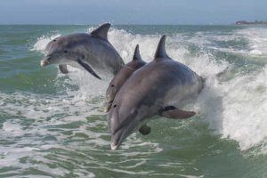 Excursion avec des dauphins