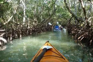 Éco-excursion en kayak dans la mangrove