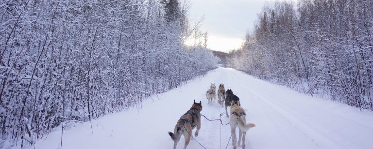 Fairbanks Alaska chiens traineaux