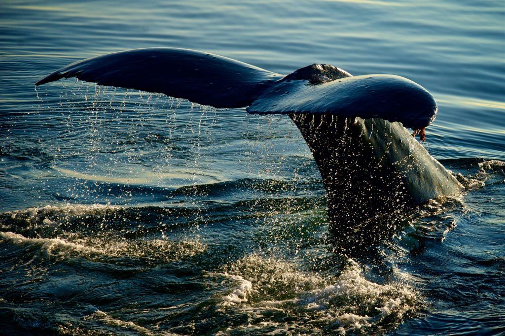 Juneau Alaska queue baleine