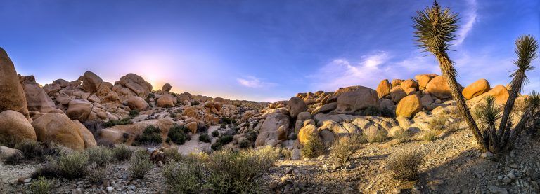 Parc National Joshua Tree Desert sec