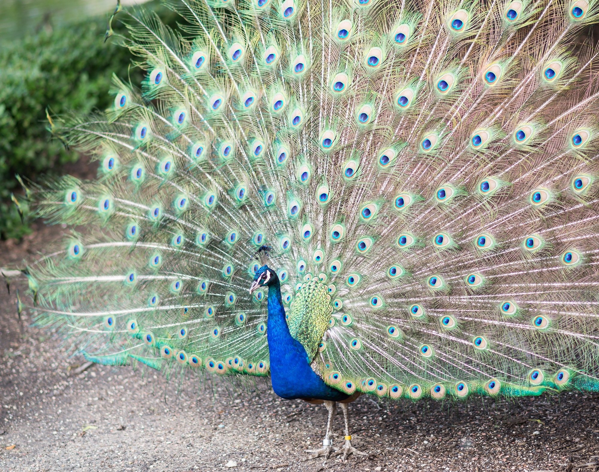 oak-park-peacock-brookfield-zoo oak park conservatory