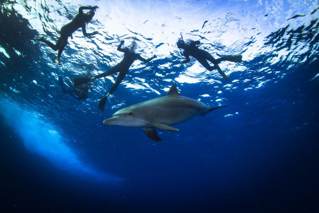 Dauphins Aventure