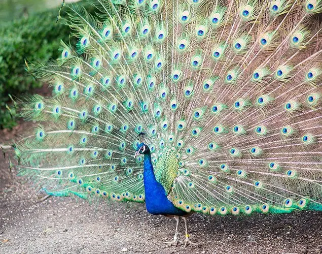 oak park peacock brookfield zoo