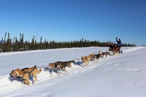 chien traineau alaska