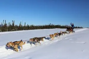chien traineau alaska