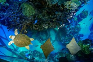 new england aquarium