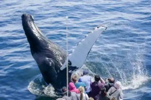 croisière observation baleine